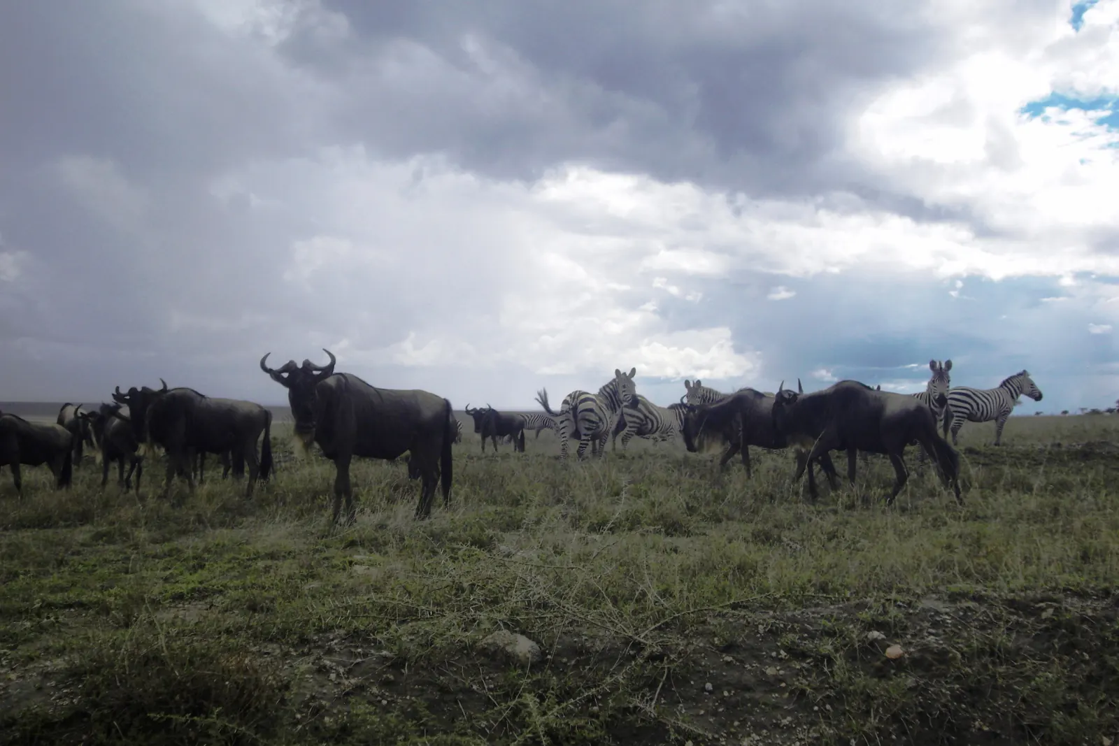 Gnus und Zebras während der Großen Migration in der Serengeti